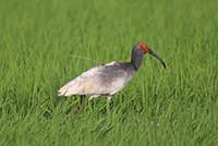 Ibis czubaty