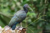 Ibis zielony