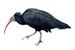 Ibisy