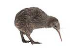 Kiwi, nieloty