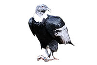 Kondor wielki