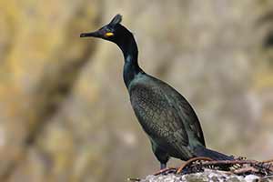 Kormoran czubaty