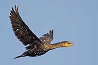 Kormoran rogaty