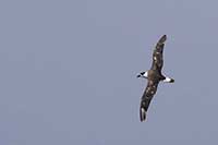 petrel antylski