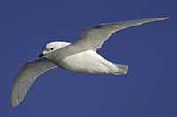Petrel śnieżny