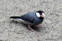 ikona