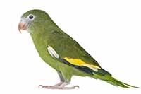 ikona
