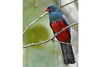 Samiec Trogon krasnodzioby