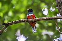 Trogon obrożny