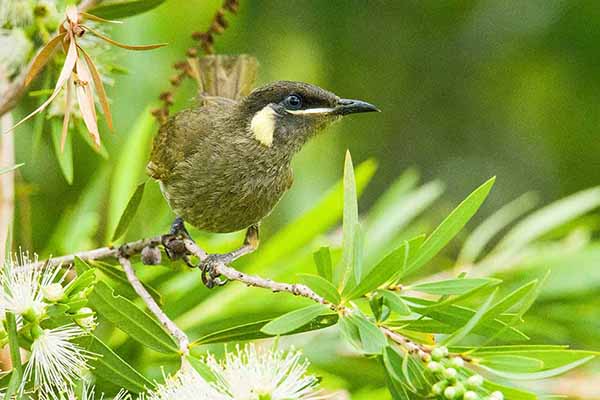 Miodojad ciemny (Meliphaga lewinii)