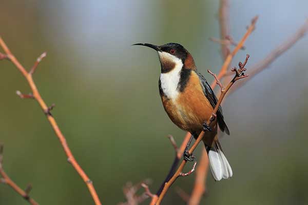 Miodopijek długodzioby (Acanthorhynchus tenuirostris)