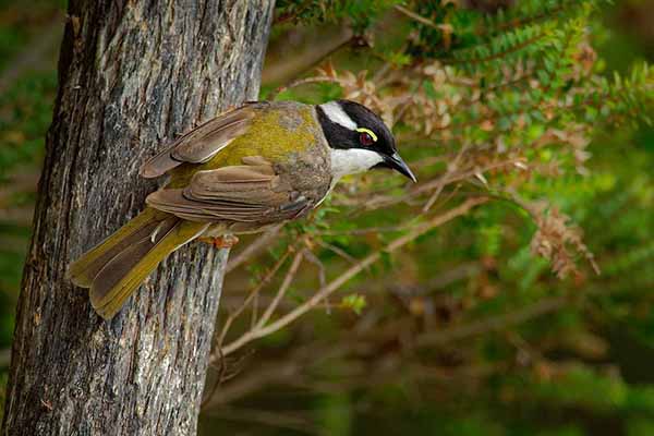 Miodopoik wielkodzioby (Melithreptus validirostris)