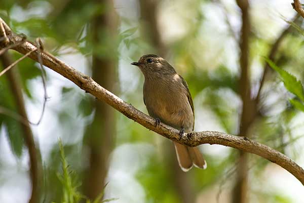 Miodowodzik szarogłowy (Prodotiscus zambesiae)