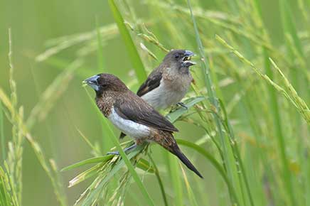 Mniszka białorzytna (Lonchura striata)