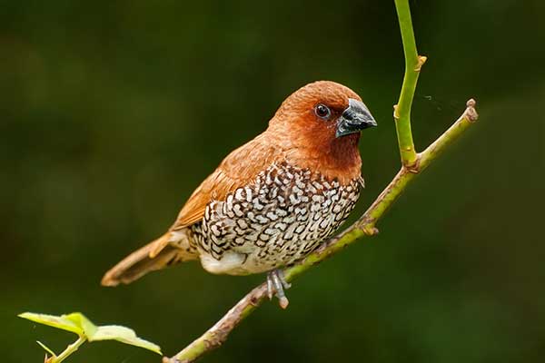 Mniszka muszkatowa (Lonchura punctulata)