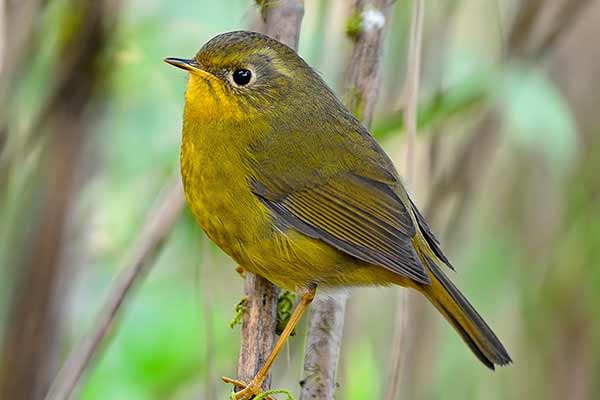 Modraczek złotawy (Tarsiger chrysaeus)