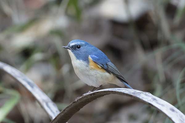 Modraczek (zwyczajny) (Tarsiger cyanurus)