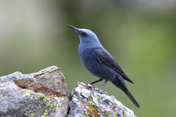 Modrak (Monticola solitarius)