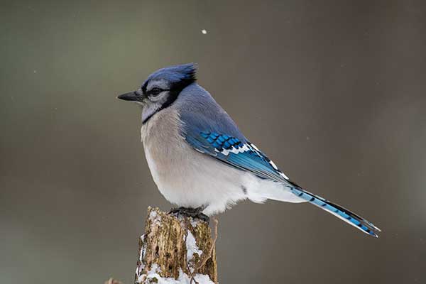 Modrosójka błękitna (Cyanocitta cristata)