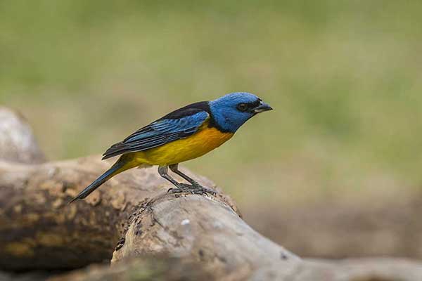 Modrotanagra żółtobrzucha (Rauenia bonariensis)