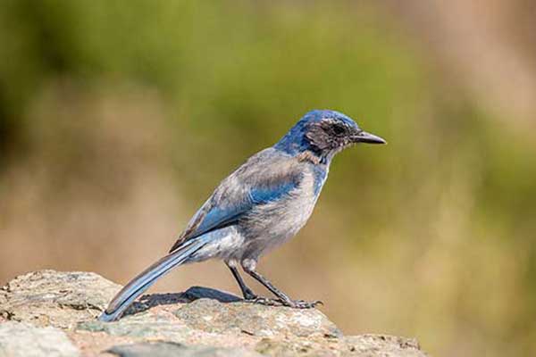 Modrowronka kalifornijska (Aphelocoma californica)