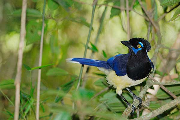 Modrowronka pluszogłowa (Cyanocorax chrysops)