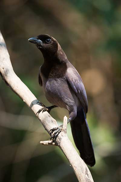 Modrowronka purpurowa (Cyanocorax cyanomelas)