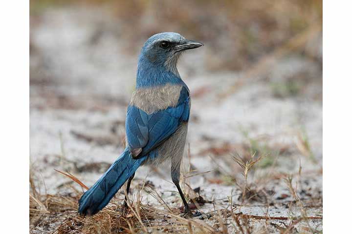 Modrowronka zaroślowa (Aphelocoma coerulescens)