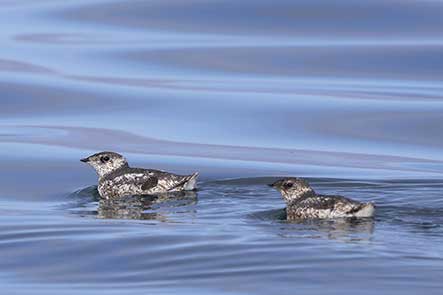 Morzyk krótkodzioby (Brachyramphus brevirostris)