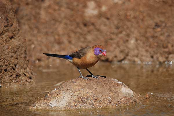 Motylik fioletowouchy (Uraeginthus granatinus)