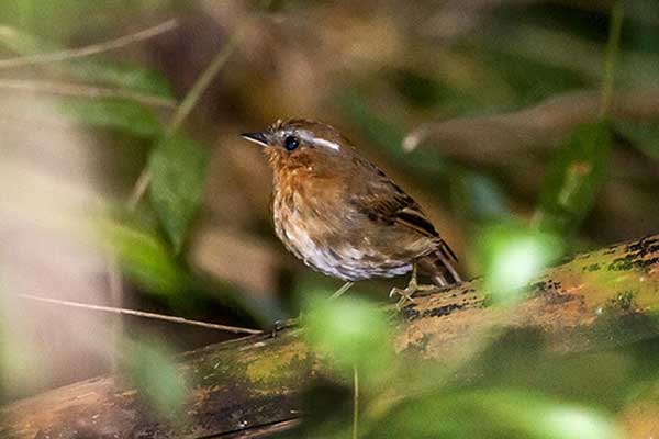 Mrówkożer rdzawy (Conopophaga lineata)