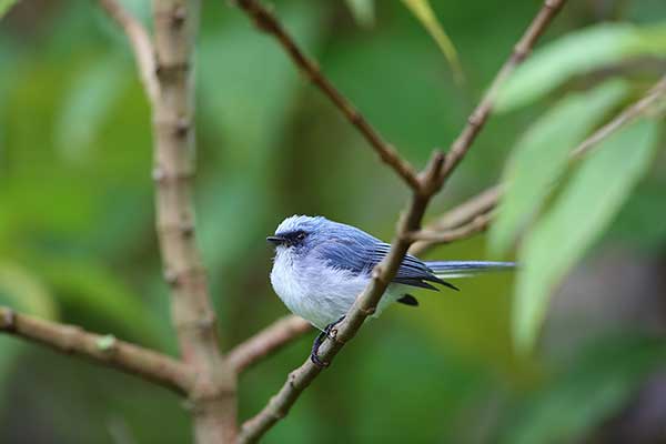 Muchodławik niebieskawy (Elminia albicauda)