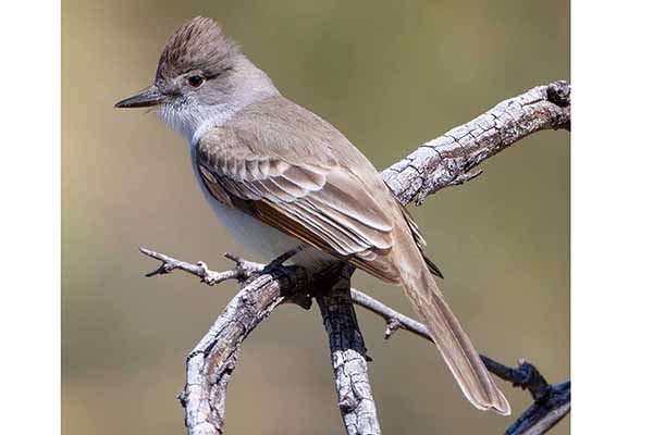 Muchołap mysi (Myiarchus cinerascens)