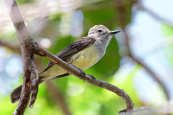 Muchołap panamski (Myiarchus panamensis)