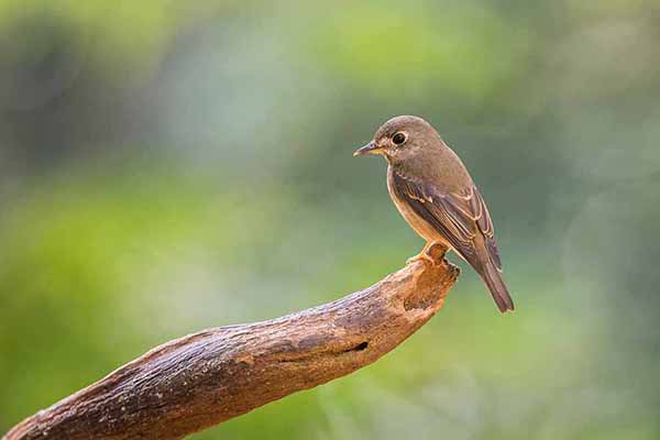 Muchołówka białogardła (Muscicapa muttui)