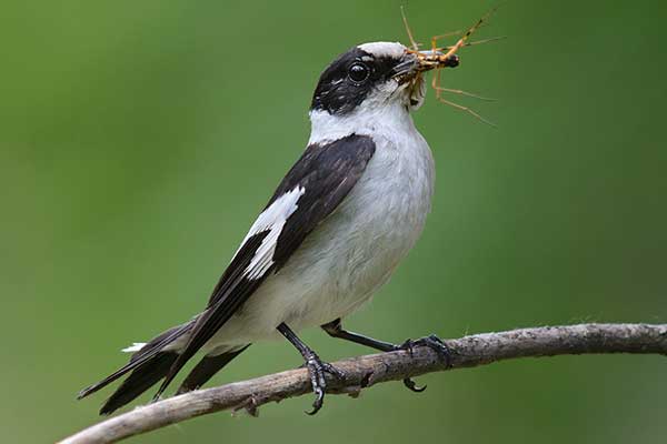 Muchołówka białoszyja (Ficedula albicollis)