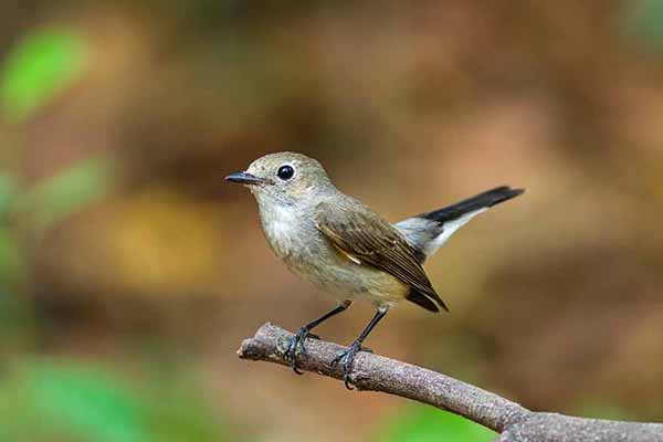 Muchołówka brunatna (Muscicapa dauurica)