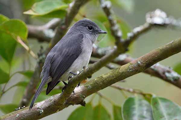 Muchołówka nadwodna (Muscicapa cassini)