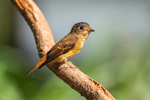 Muchołówka rdzawa (Muscicapa ferruginea)