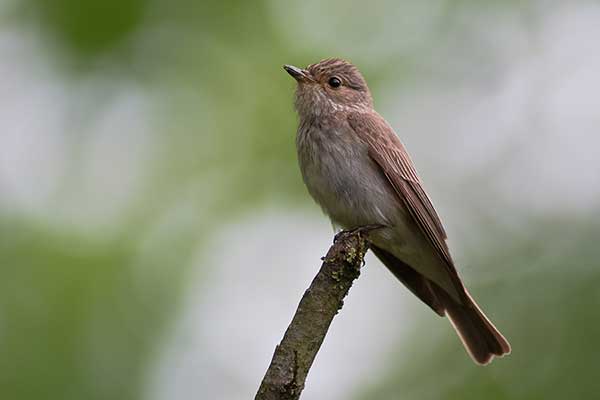 Muchołówka szara (Muscicapa striata)