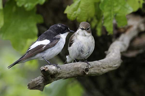 Muchołówka żałobna (Ficedula hypoleuca)