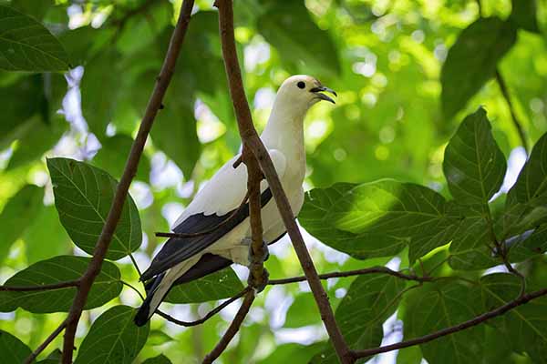 Muszkatela dwubarwna (Ducula bicolor)