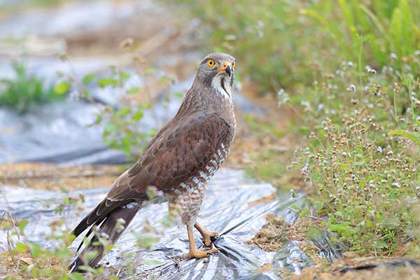 Myszołap białobrewy (Butastur indicus)