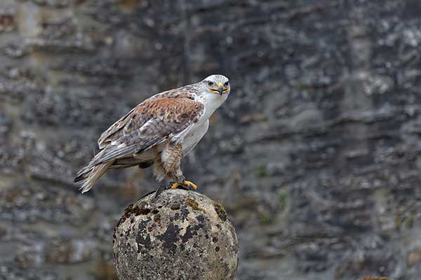 Myszołów królewski (Buteo regalis)