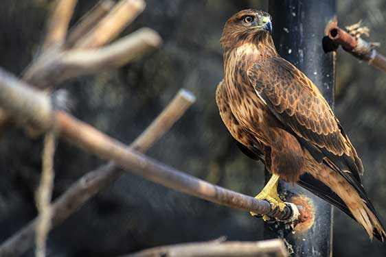 Kurhannik (Buteo rufinus)