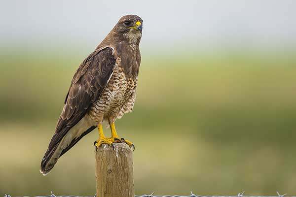 Myszołów preriowy (Buteo swainsoni)