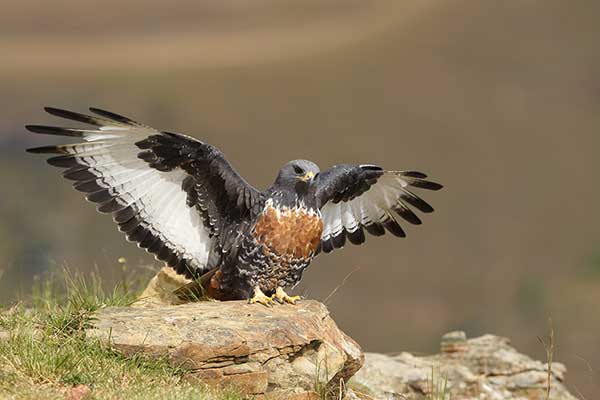 Myszołów przylądkowy (Buteo rufofuscus)