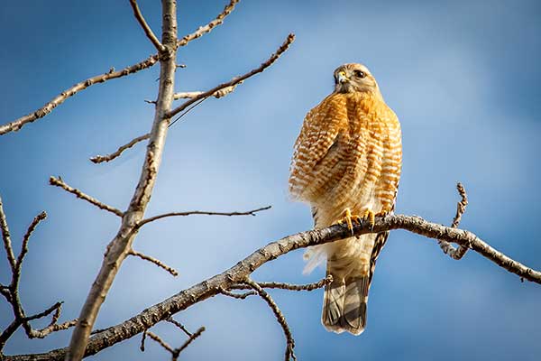 Myszołów rdzawoskrzydły (Buteo lineatus)