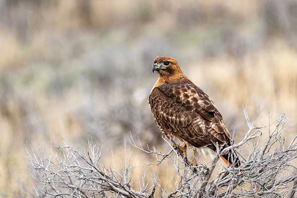 Myszołów rdzawosterny (Buteo jamaicensis)