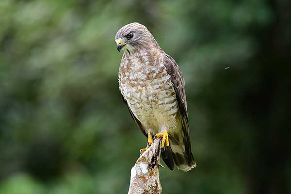 Myszołów szerokoskrzydły (Buteo platypterus)